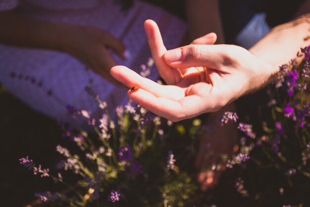 Photo close-up of hand on purple flowering plant