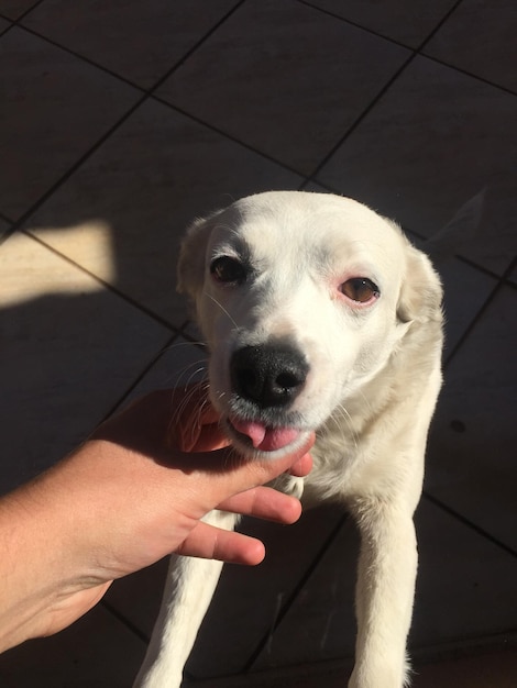 手を触っている犬のクローズアップ