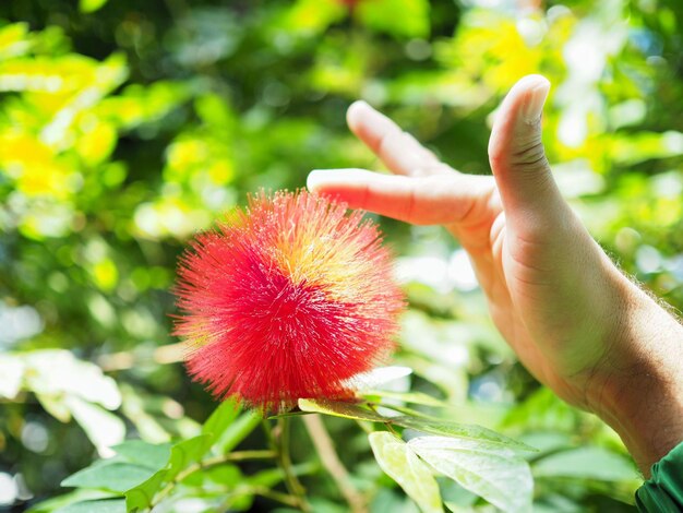 Foto close-up di una mano che tocca un fiore