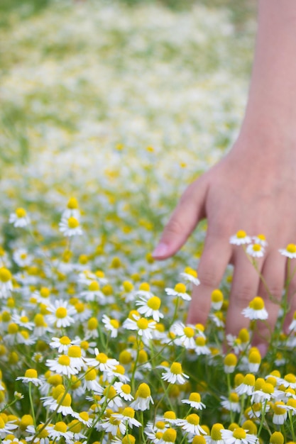 Foto close-up di fiori che toccano le mani