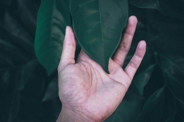 Foto close-up della mano che tocca la foglia