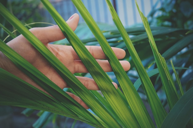 Photo close-up of hand touching leaves