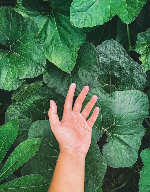 Close-up of hand touching leaves