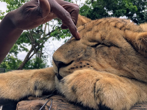 Foto close-up di un leone che tocca la mano