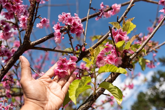 Foto chiuda sulla mano che tocca il ciliegio himalayano selvaggio rosa di praso cerasoides