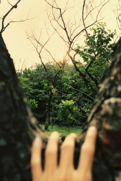 Foto prossimo piano della mano sul tronco dell'albero