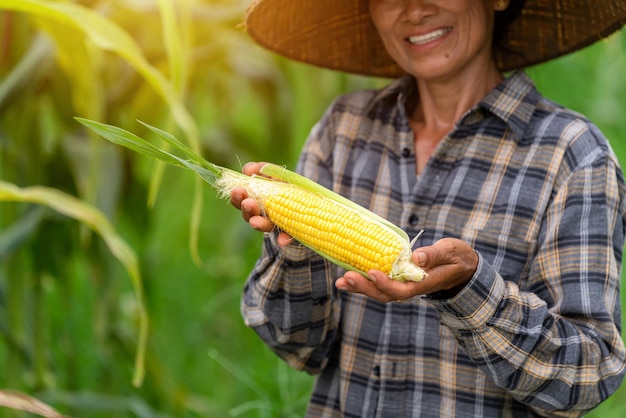 Close-up hand van boer met een verse maïs en perfecte maïs in veld Agriculture