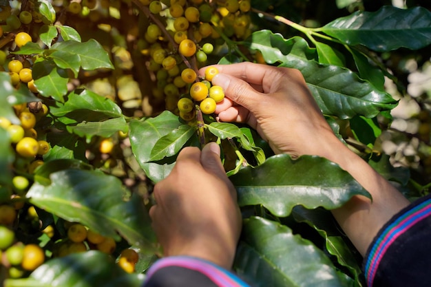 Close Up hand van boeren die tak van arabica's koffieboom plukken op koffieboom in de provincie Nan, Noord-Thailand, koffieboon Enkele oorsprong woorden klasse specialiteit.