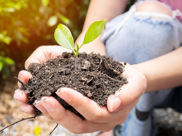 Close-up hand van houder van overvloed bodem met jonge plant