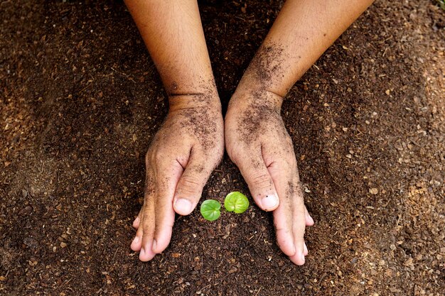 close-up hand van persoon die overvloedsgrond vasthoudt met jonge plant in de hand voor landbouw of aanplant