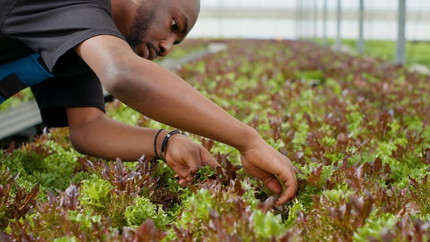 Photo close-up of hand watering plants