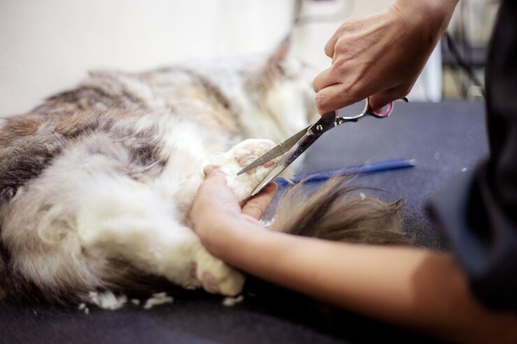 Photo 猫と手のクローズアップ
