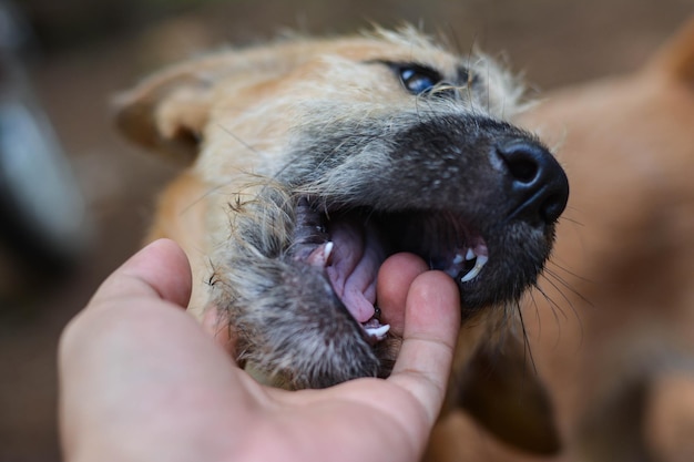 close-up of hand with dog