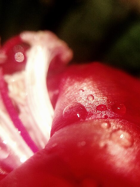 Close-up of hand with red rose