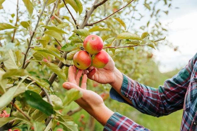 Close-up handen man agronoom boer werknemer raakt liefdevol rijpe rode appels op boom onherkenbaar