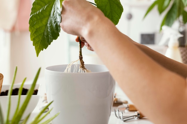 Foto close-up handen met plant