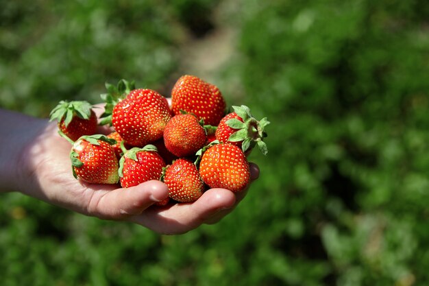 Close up on handful of red strawberries