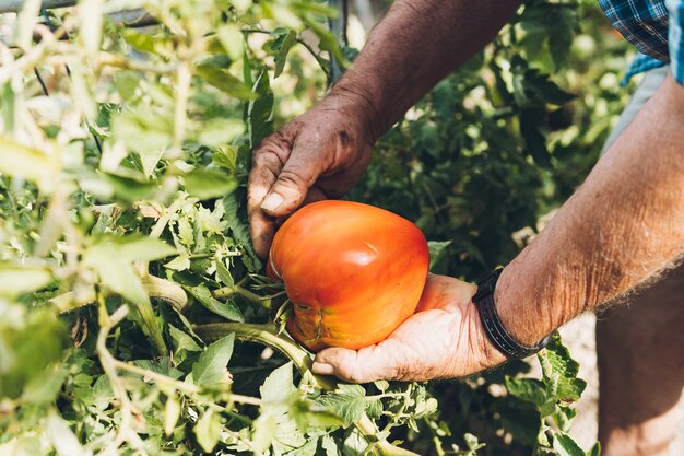 Primo piano delle mani di un anziano che tiene un grosso pomodoro dalla pianta. uomo adulto che raccoglie grandi pomodori dal suo giardino personale.