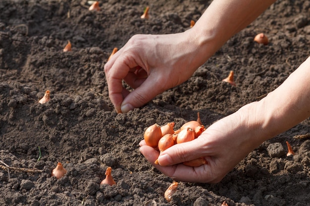 Chiuda sulle mani del giardiniere femminile sta piantando una piccola cipolla nel giardino coltivazione di ortaggi