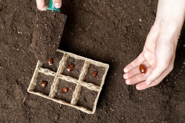 Photo close up hands of a gardener put seed in soil b