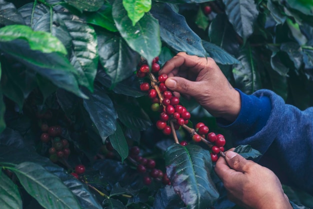 Chiuda in su mani raccolgono semi di caffè maturi rossi robusta arabica berry raccolta di caffè farm