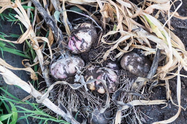 Close up hands harvesting garlic in organic home garden