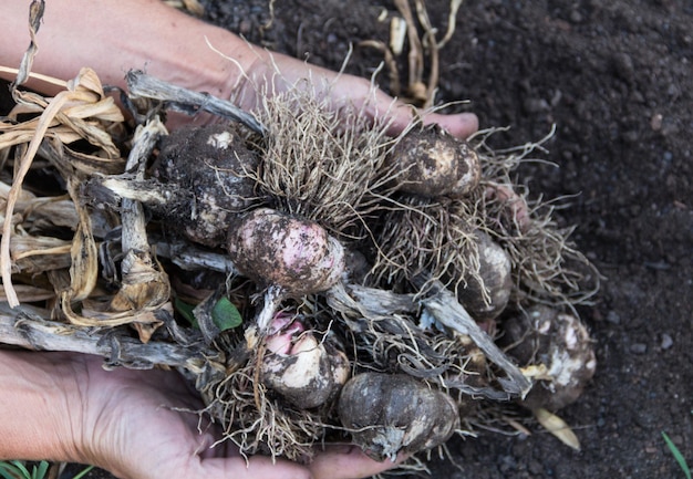 Close up hands harvesting garlic in organic home garden