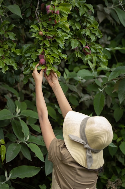 Close up hands harvesting plums in the field