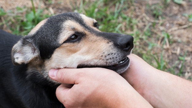 Photo close-up hands holding cute dog's face