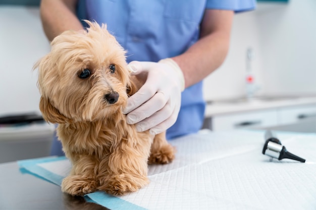 Photo close up hands holding cute dog