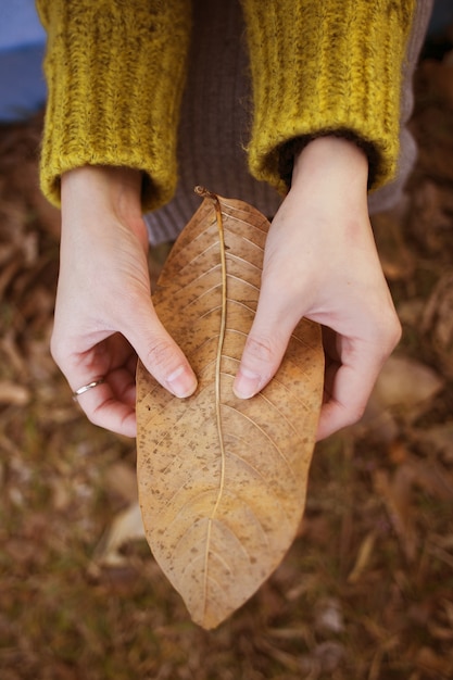 Close-up of hands holding a dry leaf