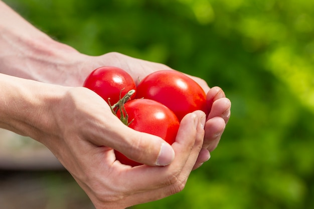 Photo close-up hands holding ecological tomatoes