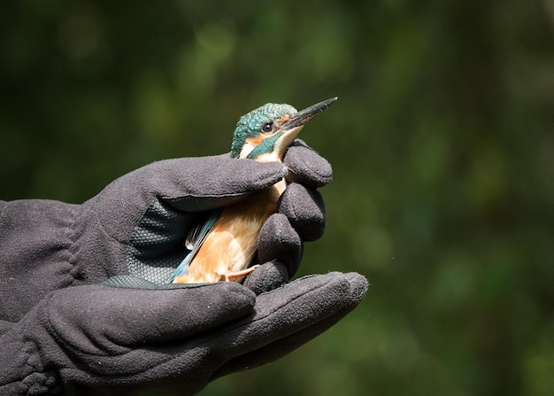 Foto close-up di mani che tengono il martello pescatore