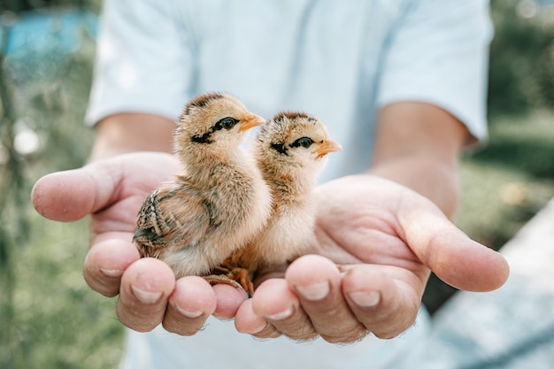 Foto chiuda in su delle mani che tengono i pulcini appena nati