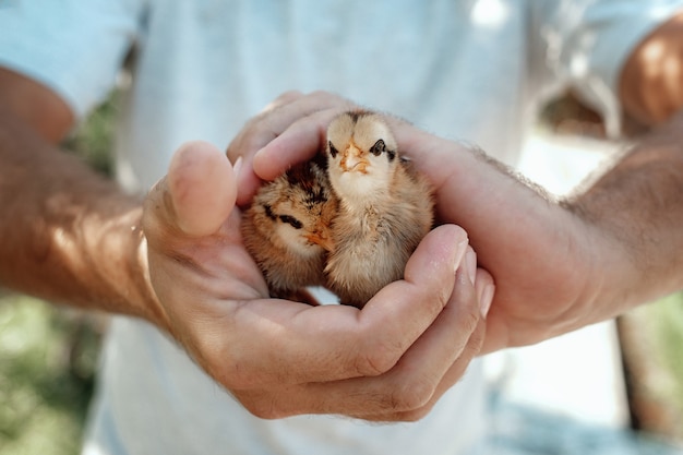 Close up of hands holding newborn chicks