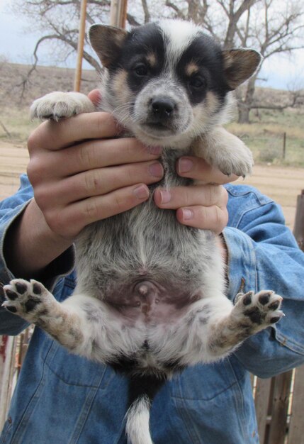 Photo close-up of hands holding puppy