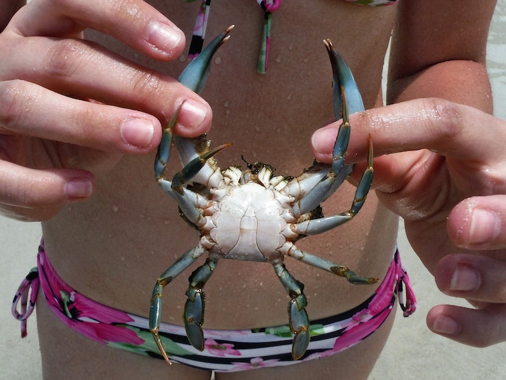 Photo close-up of hands holding sea