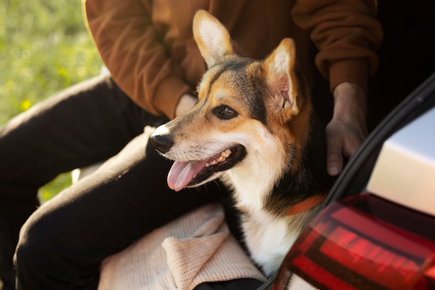 写真 かわいい犬をかわいがって手を閉じる