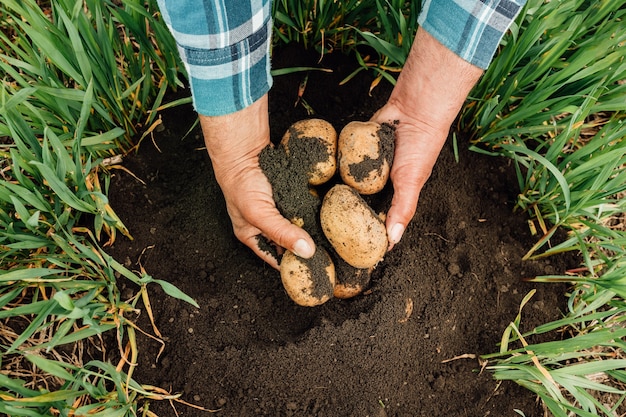 Close up the hands of a senior farmer hold potatoes in his hands.Young yellow potato on black ground, 