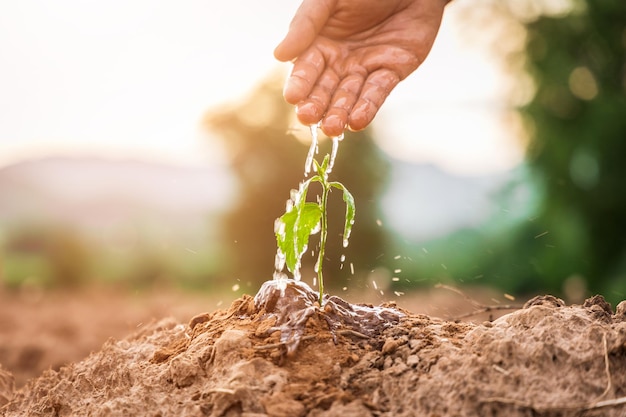 農業の土壌で苗を育てる植物に水をまく手を閉じます。グリーンワールドアースデイのコンセプト。