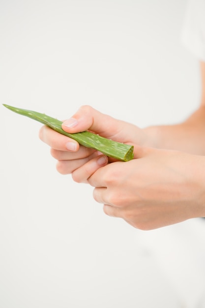 Close up of hands with aloe vera