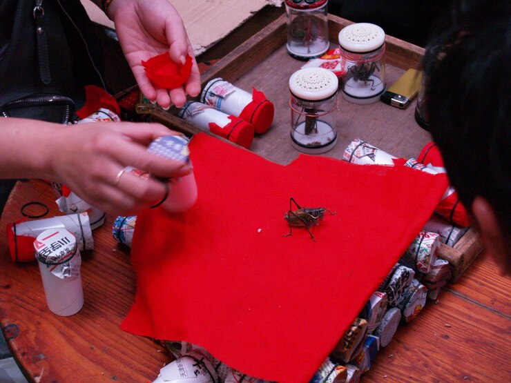 Photo close-up of hands with insects in bottles