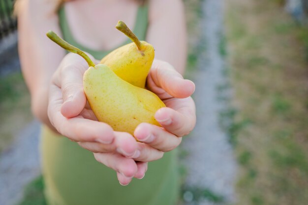 close up of hands - woman holding a yellow pear - thanksgiving - gardening