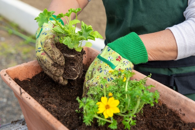 Close up of hands of woman potting the flowers