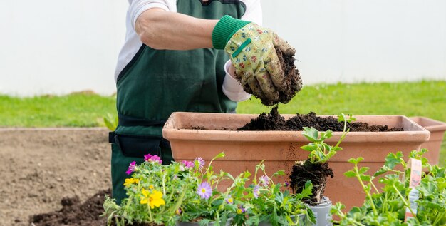 花を鉢植えする女性の手のクローズアップ