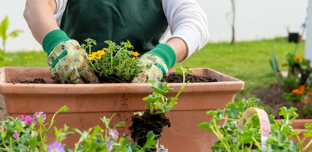 Close up of hands of woman potting flowers