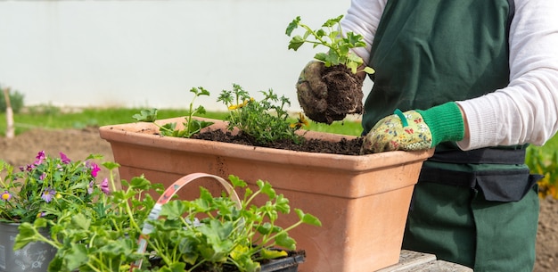 花を鉢植えする女性の手のクローズアップ