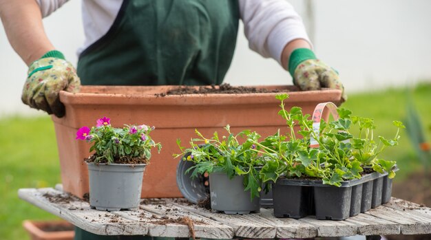 花を鉢植えする女性の手のクローズアップ