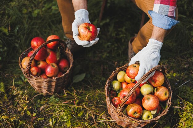 Close up of hands of worker holding baskets of apples picking fresh ripe apples in orchard during autumn harvest harvest time