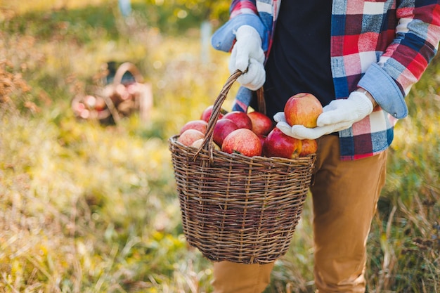 Close up of hands of worker holding baskets of apples picking\
fresh ripe apples in orchard during autumn harvest harvest\
time